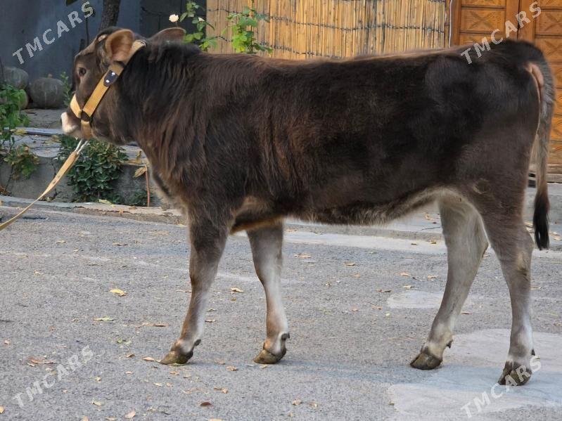 Şiwet Ökuz Tuwe - Köşi - img 6