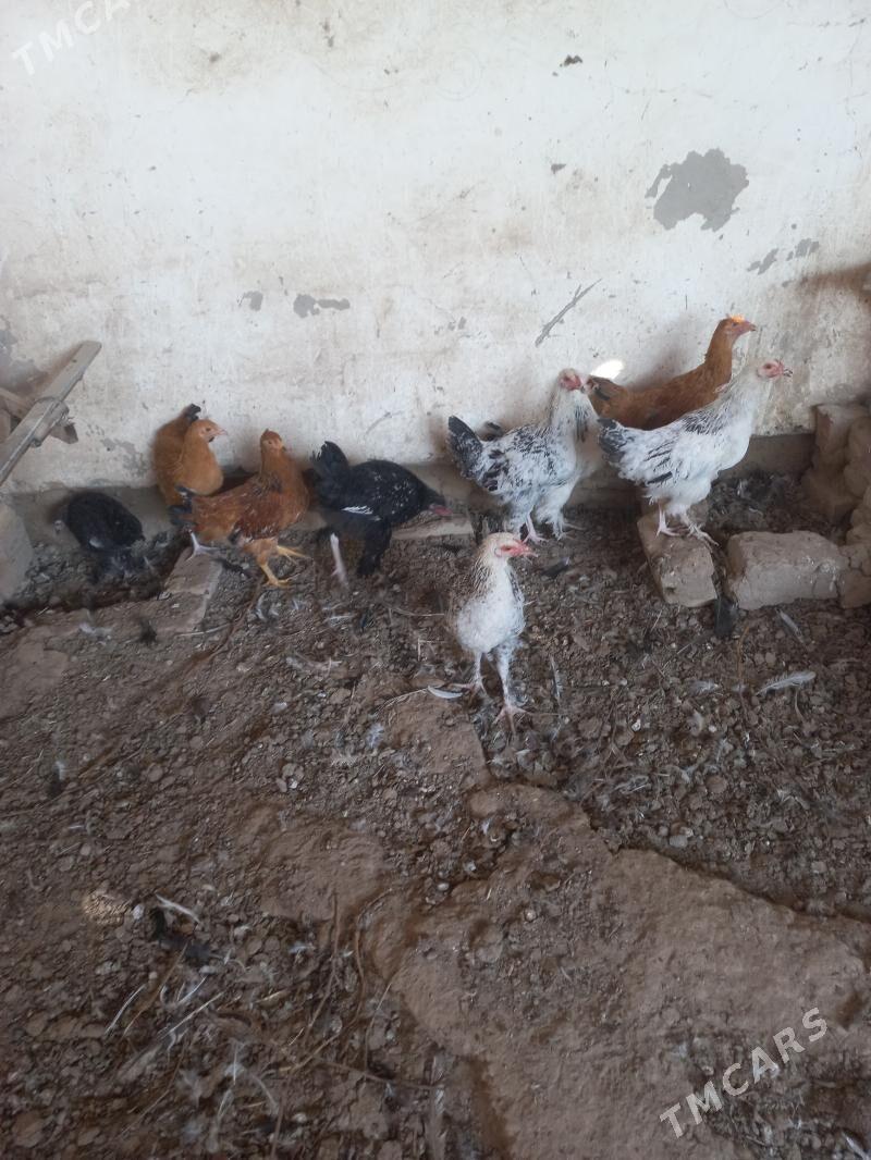 balgar towuk jüyje - Мары - img 2