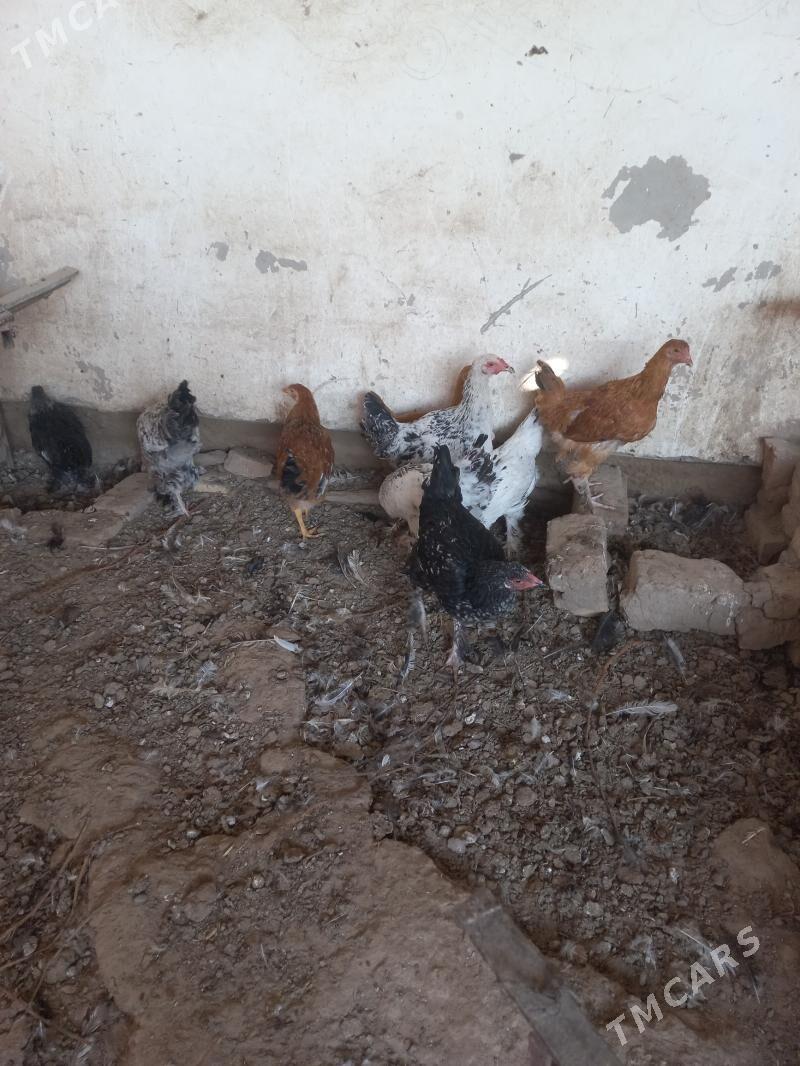 balgar towuk jüyje - Мары - img 1