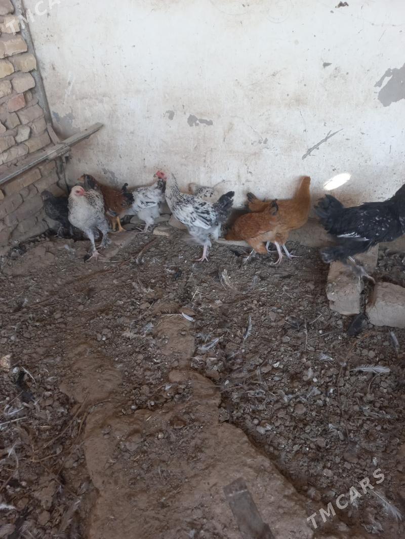 balgar towuk jüyje - Мары - img 3