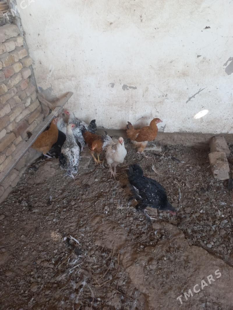 balgar towuk jüyje - Мары - img 4