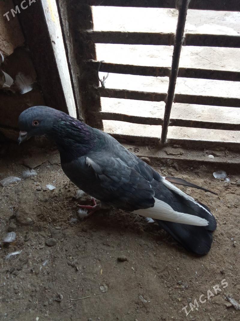 kepderi - Гызыларбат - img 6