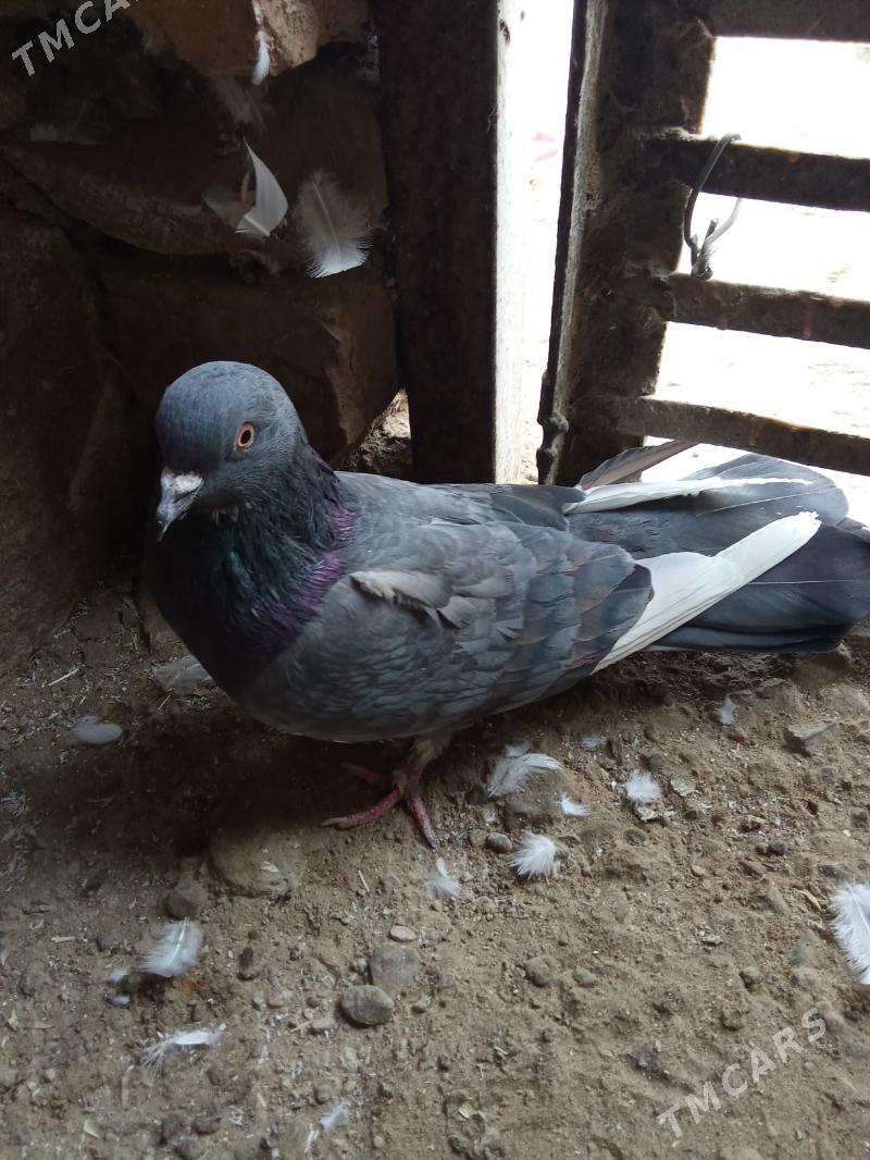 kepderi - Гызыларбат - img 2