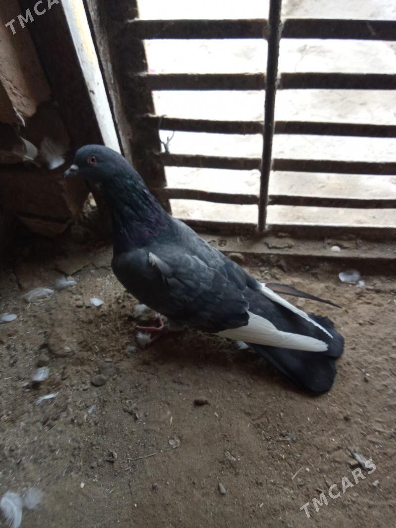 kepderi - Гызыларбат - img 7