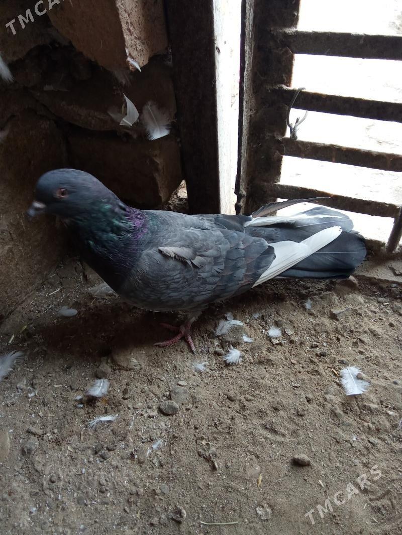 kepderi - Гызыларбат - img 4