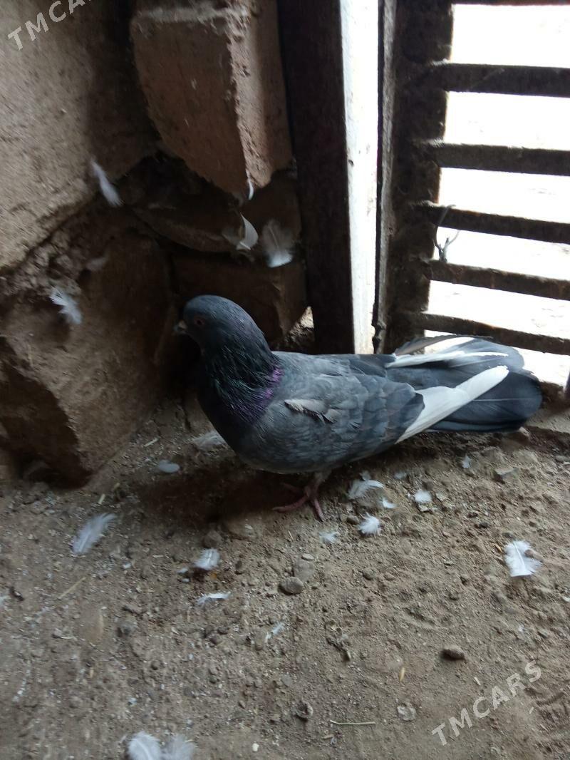 kepderi - Гызыларбат - img 3