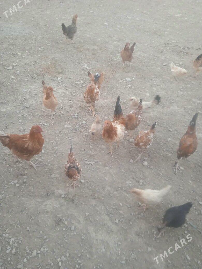 towuk - Джебел - img 4