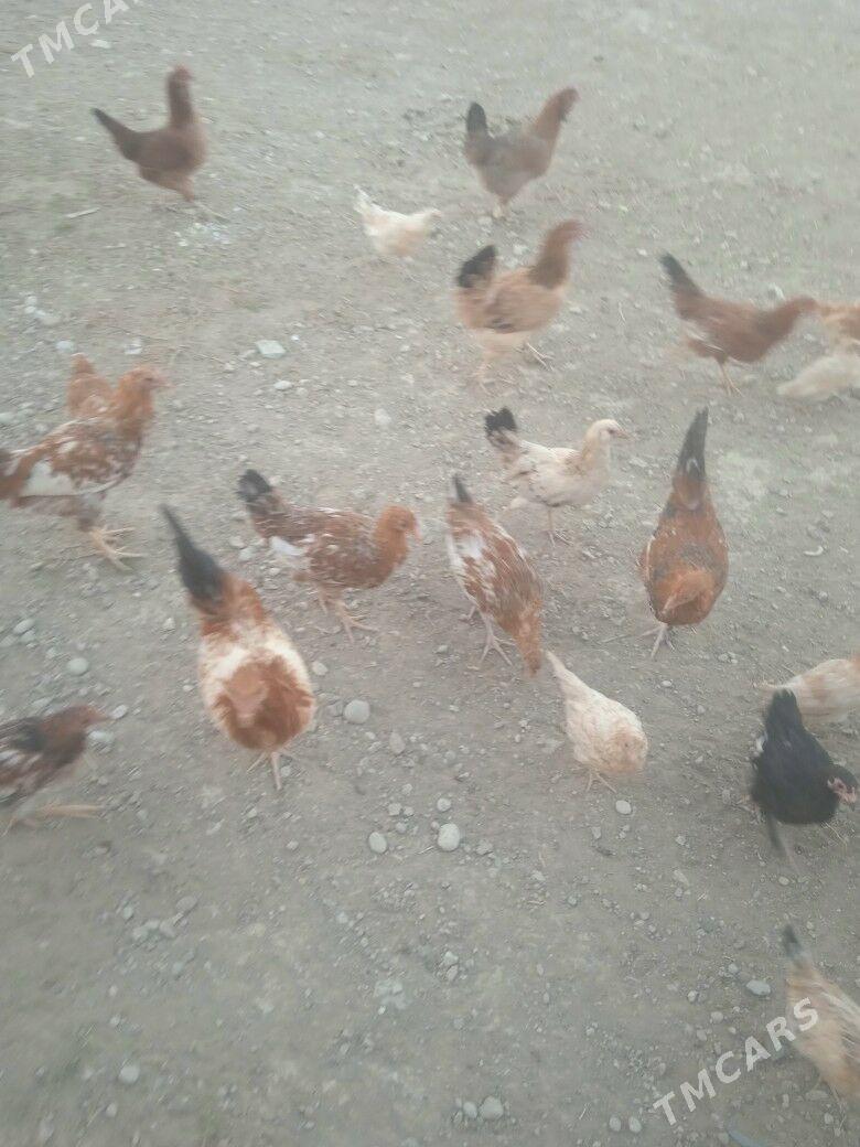 towuk - Джебел - img 5