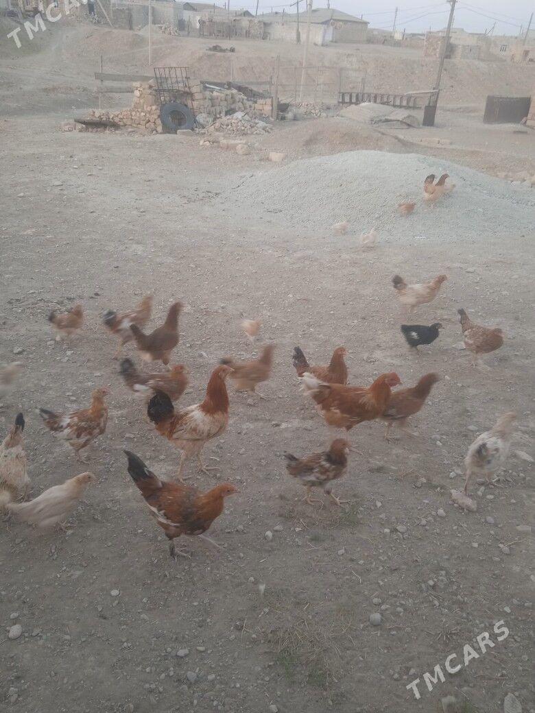 towuk - Джебел - img 3