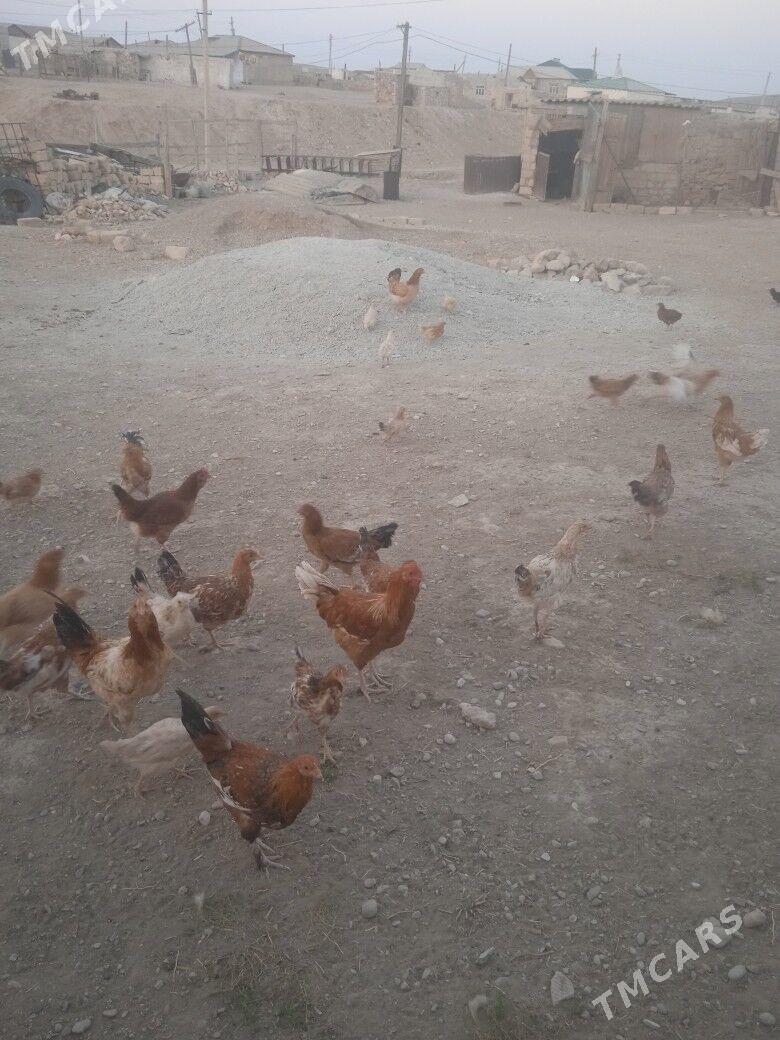 towuk - Джебел - img 2