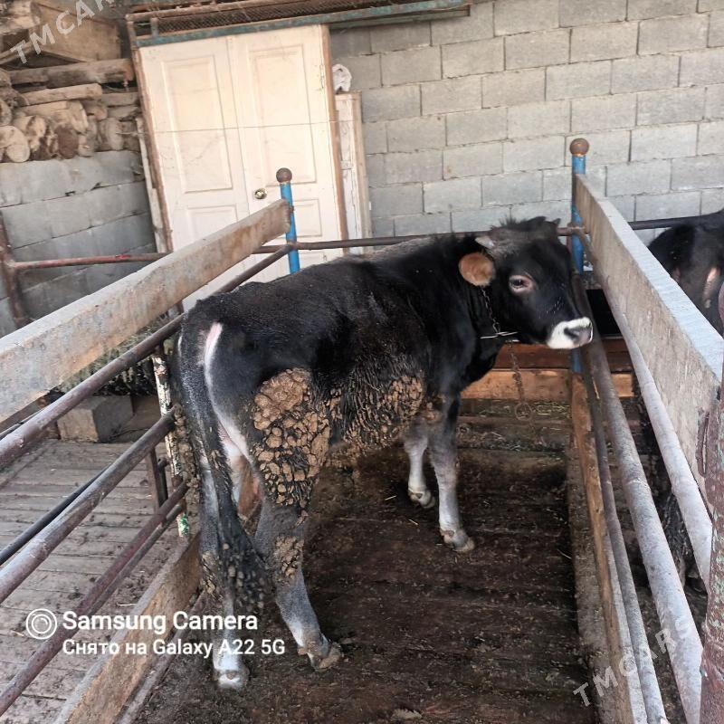 öküz - Bäherden - img 7