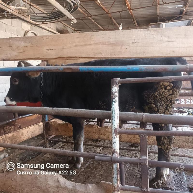 öküz - Bäherden - img 6