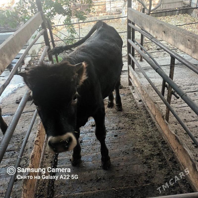 öküz - Bäherden - img 1