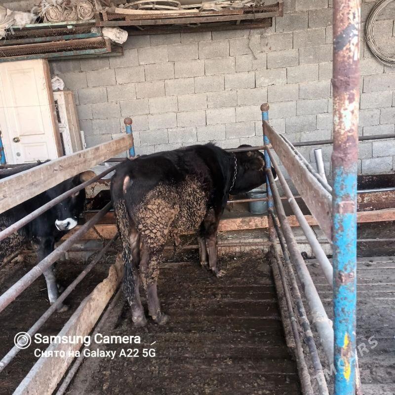 öküz - Bäherden - img 5