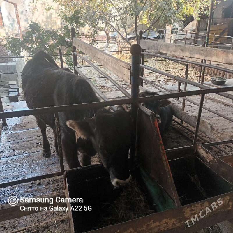 öküz - Bäherden - img 2