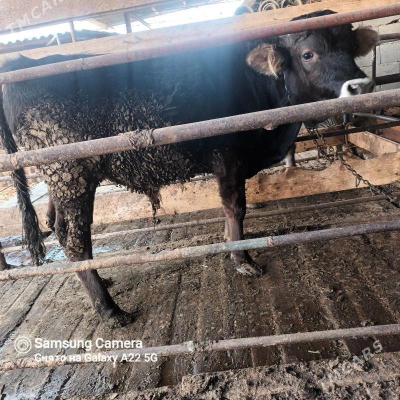 öküz - Bäherden - img 4