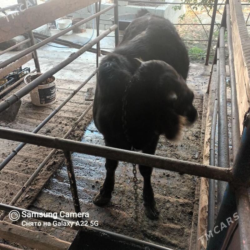 öküz - Bäherden - img 3