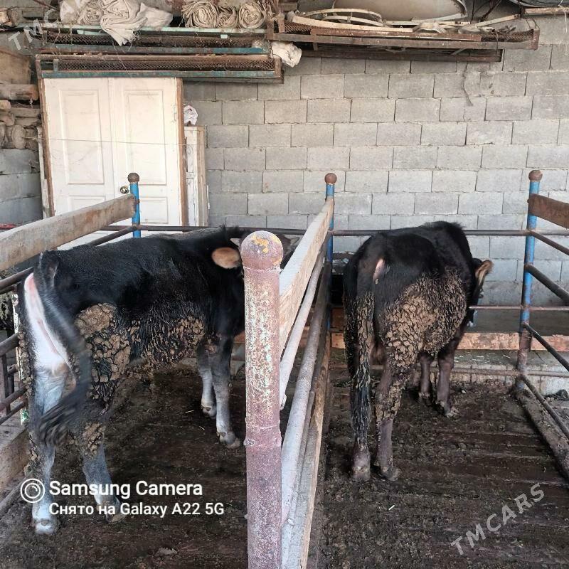 öküz - Bäherden - img 8