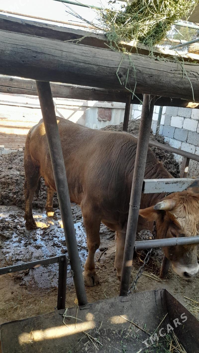 òkùz - Köşi - img 3