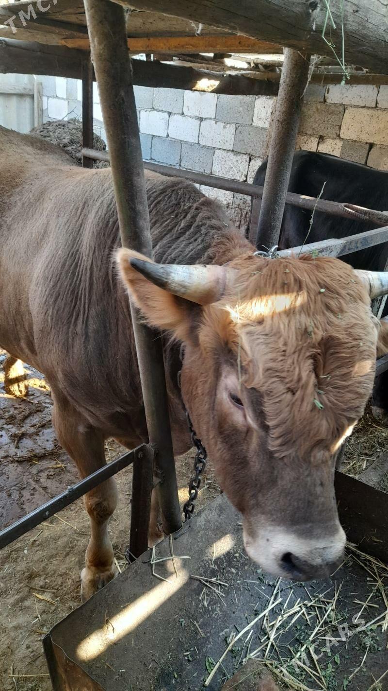 òkùz - Köşi - img 4