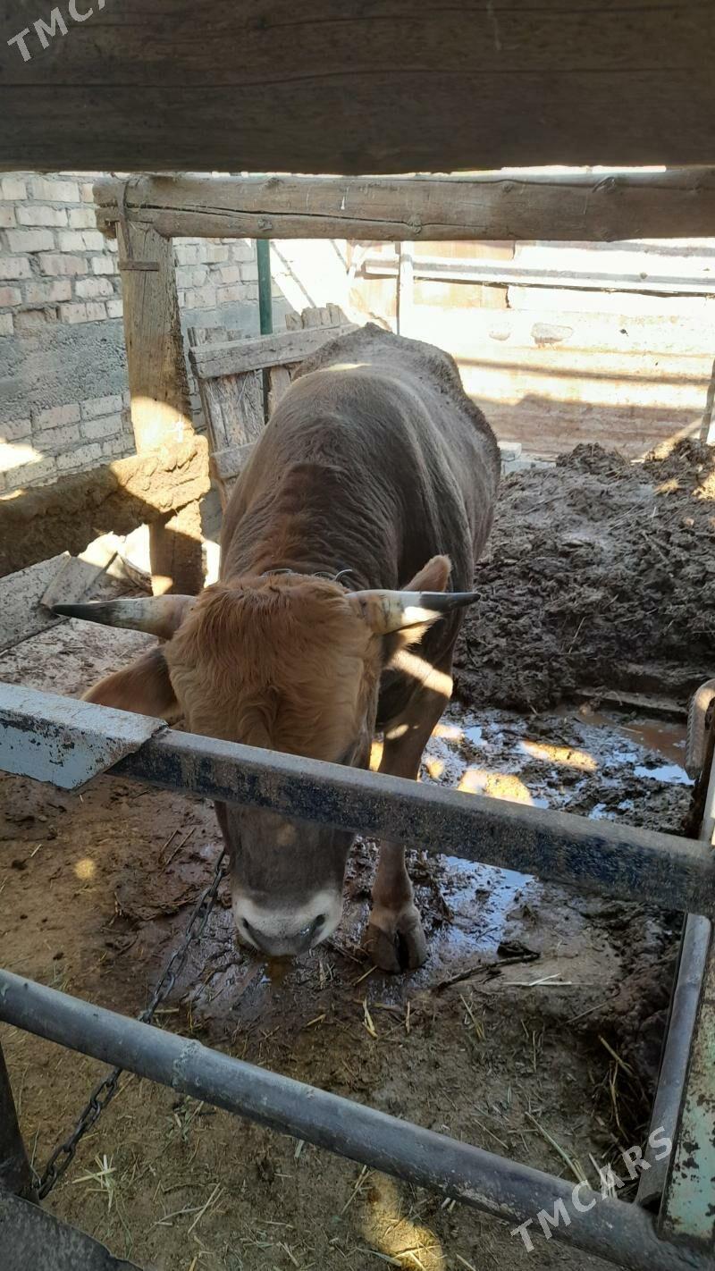 òkùz - Köşi - img 2