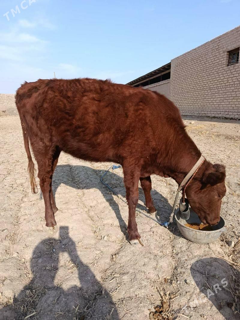 GACHAR - Görogly (Tagta) - img 5