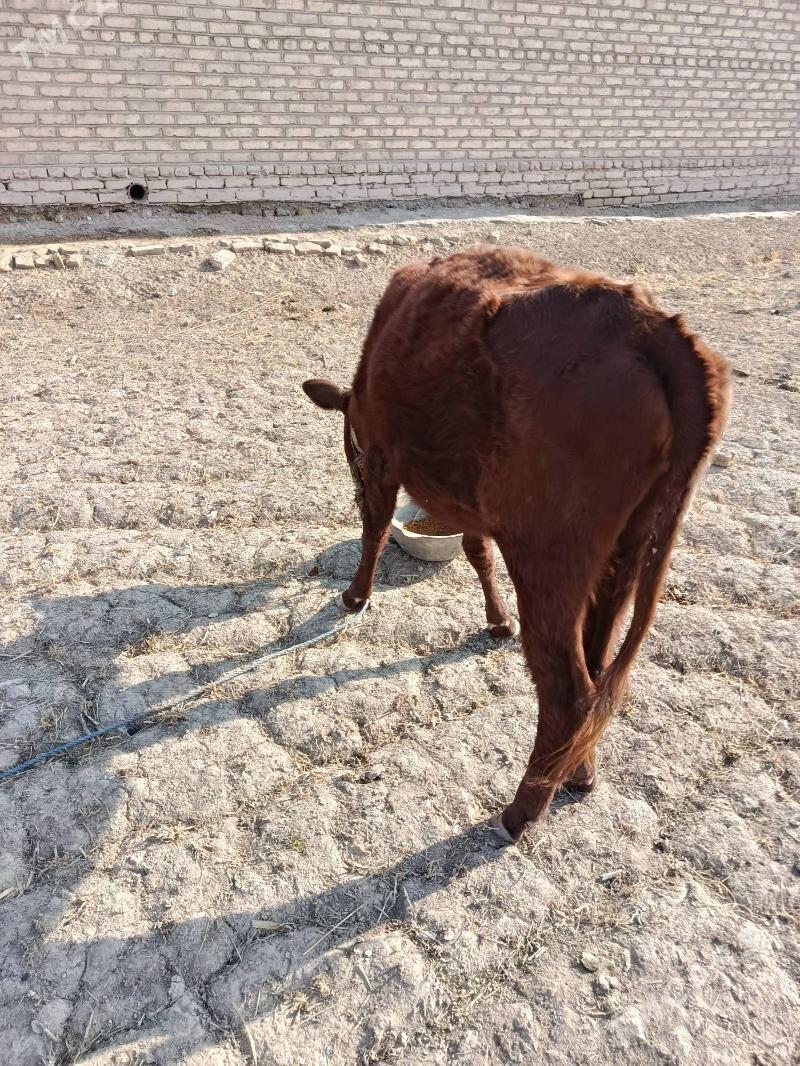 GACHAR - Görogly (Tagta) - img 6