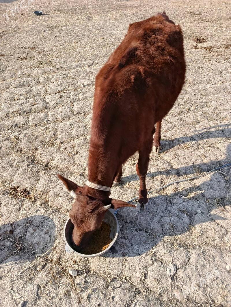 GACHAR - Görogly (Tagta) - img 7