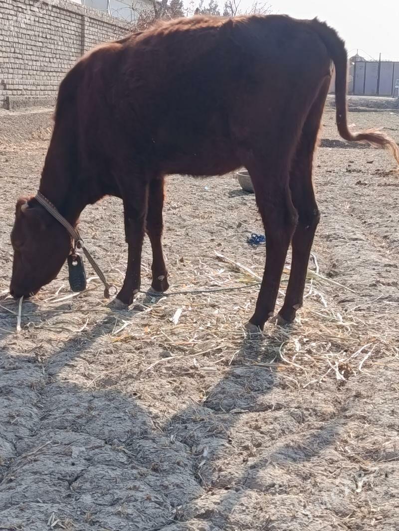 GACHAR - Görogly (Tagta) - img 3