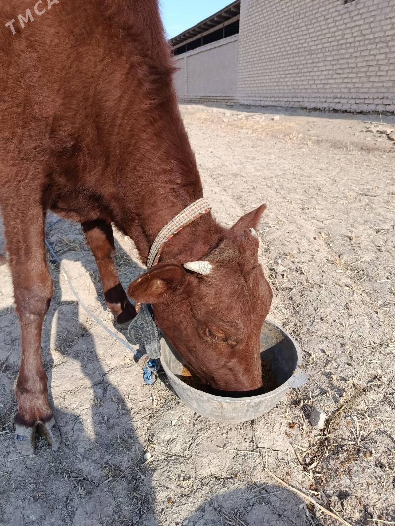 GACHAR - Görogly (Tagta) - img 2