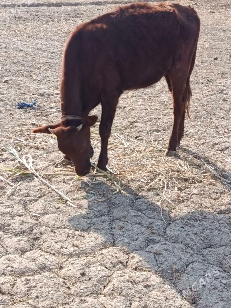 GACHAR - Görogly (Tagta) - img 4