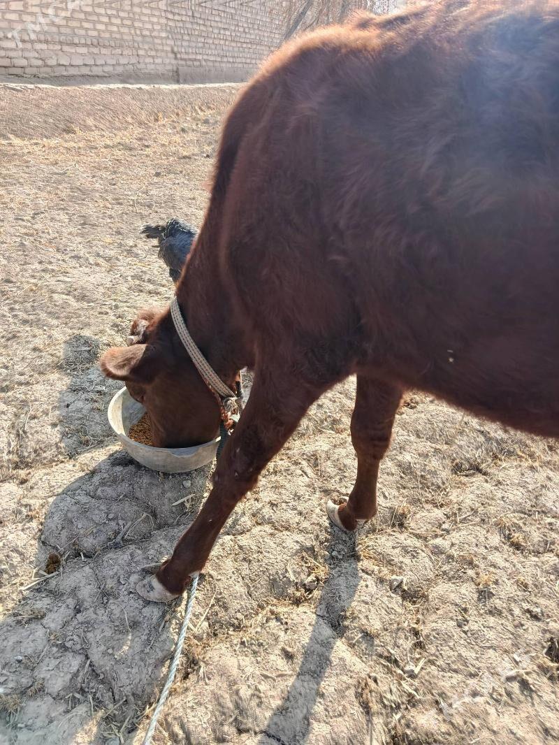 GACHAR - Görogly (Tagta) - img 1