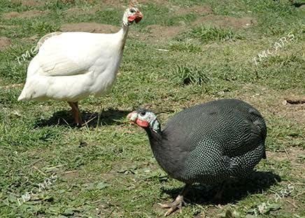 sisarka - Türkmenabat - img 2