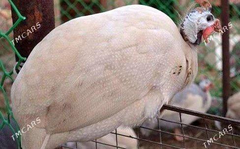 sisarka - Türkmenabat - img 1