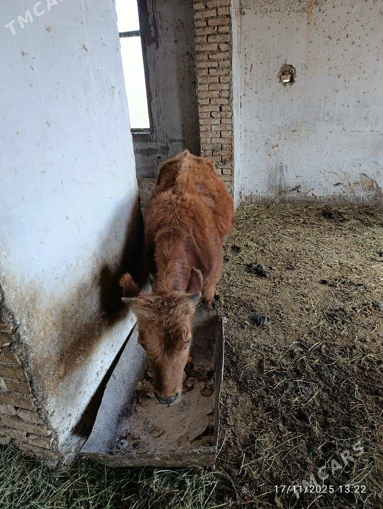 okuz - Ýolöten - img 3