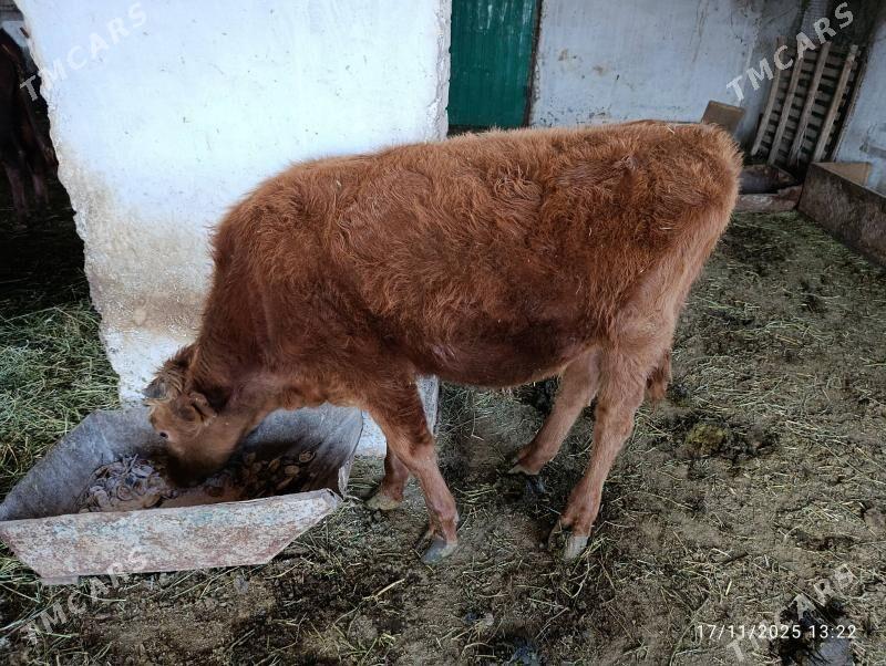 okuz - Ýolöten - img 2