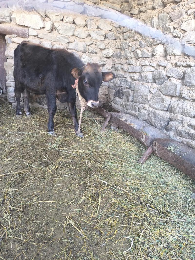 Goleli sygyr - Bereket - img 4