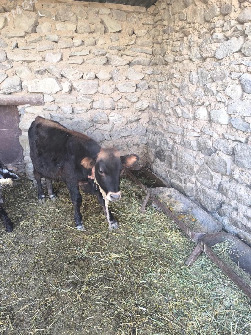 Goleli sygyr - Bereket - img 5