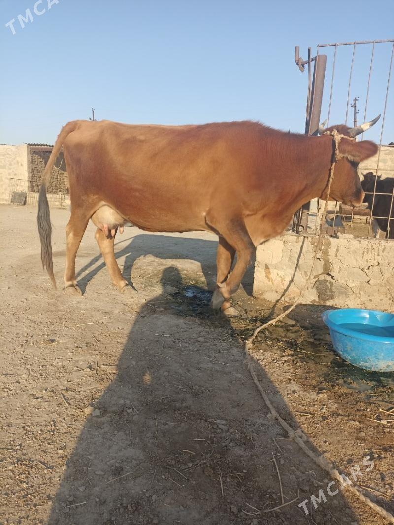 Goleli sygyr - Bereket - img 2