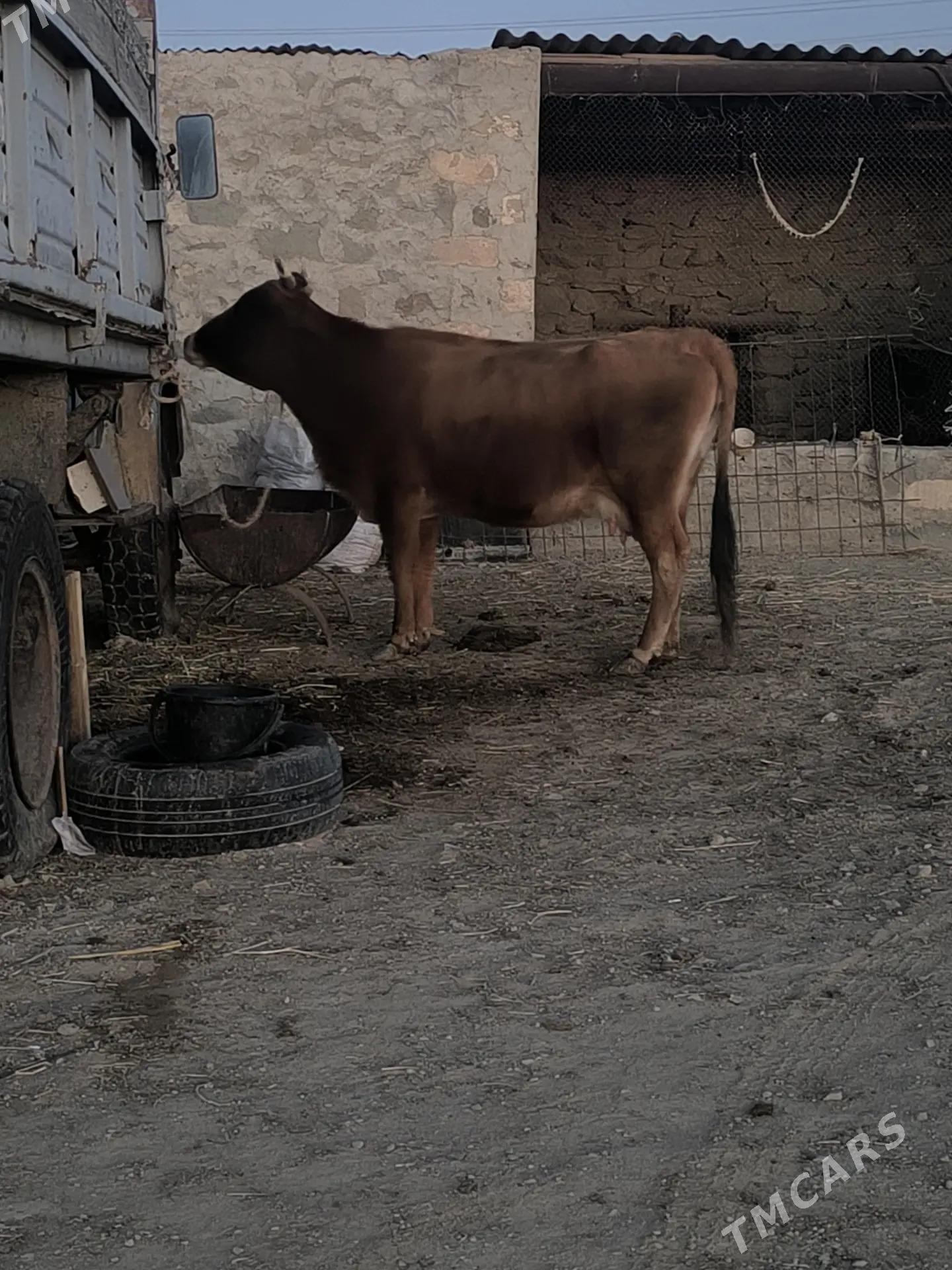 Goleli sygyr - Bereket - img 3