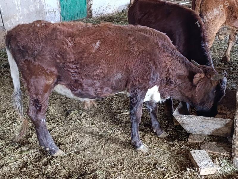 okuz - Ýolöten - img 2