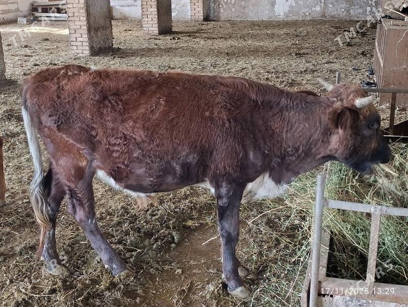 okuz - Ýolöten - img 1