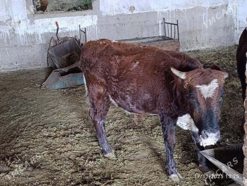 okuz - Ýolöten - img 3