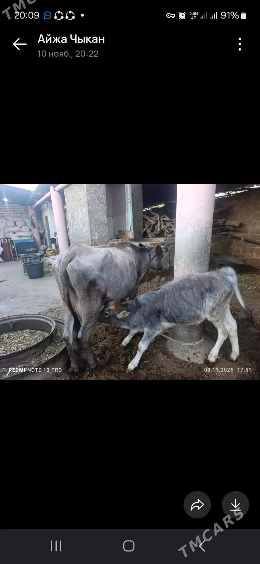 Goleli sygyr - Ak bugdaý etraby - img 2