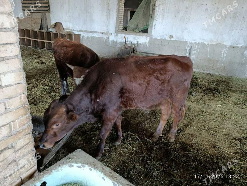 okuz - Ýolöten - img 3