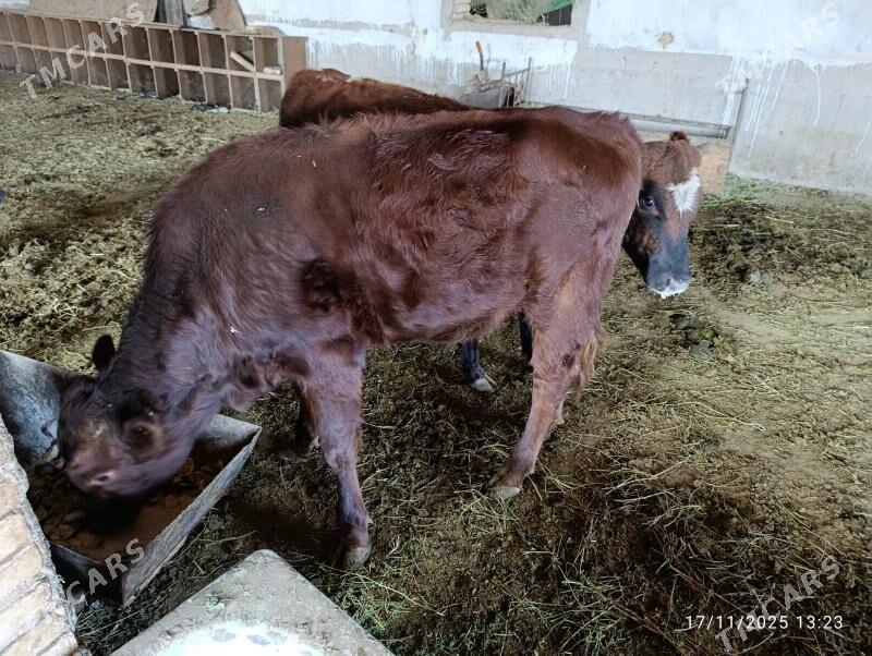 okuz - Ýolöten - img 2