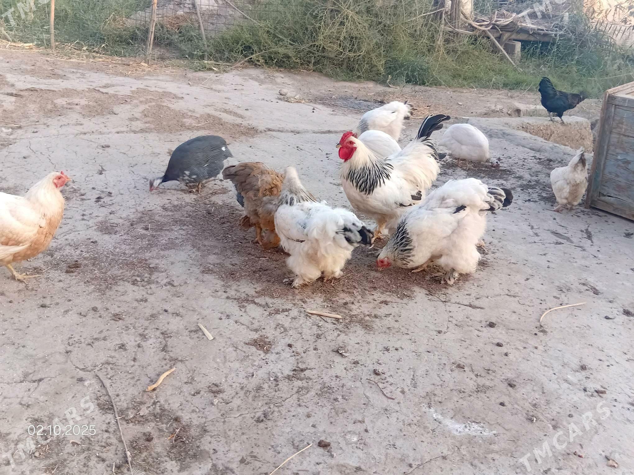 brama - Чарджоу - img 3