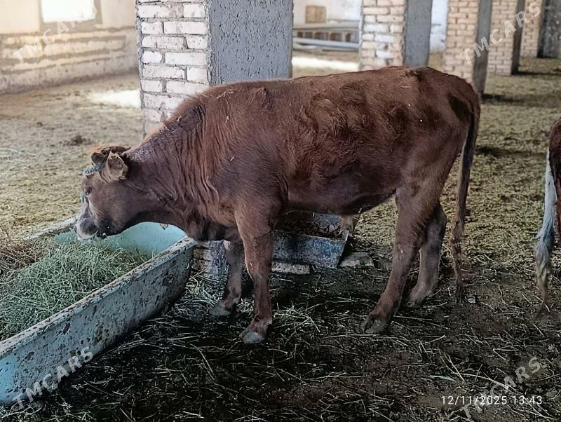 okuz - Ёлётен - img 2