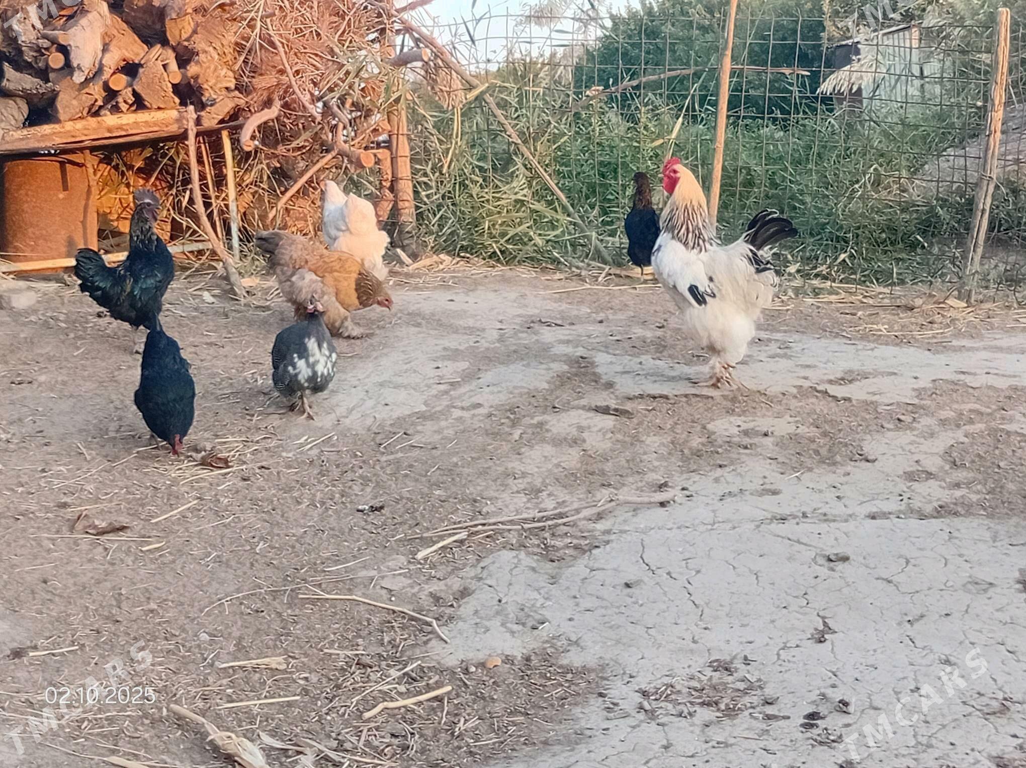 brama - Чарджоу - img 4