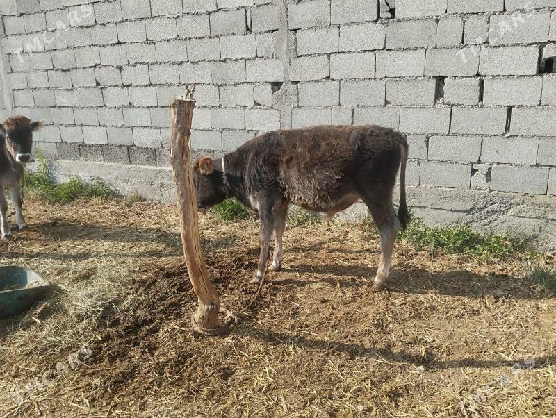 öküz - Bäherden - img 2